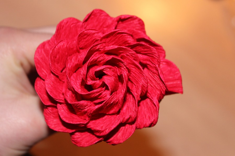 róża czerwona metoda cukierkowa