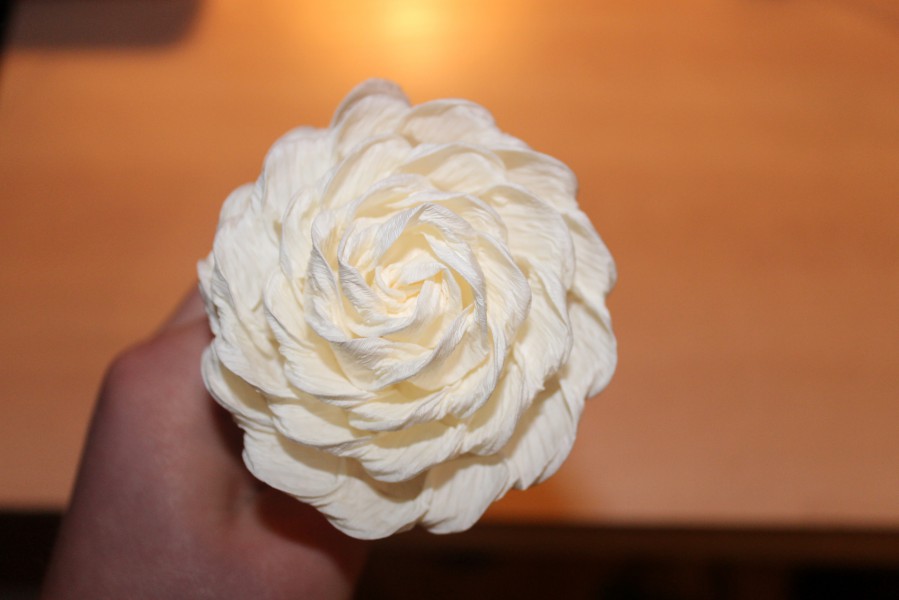 róża biała metoda cukierkowa